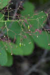 American smoketree